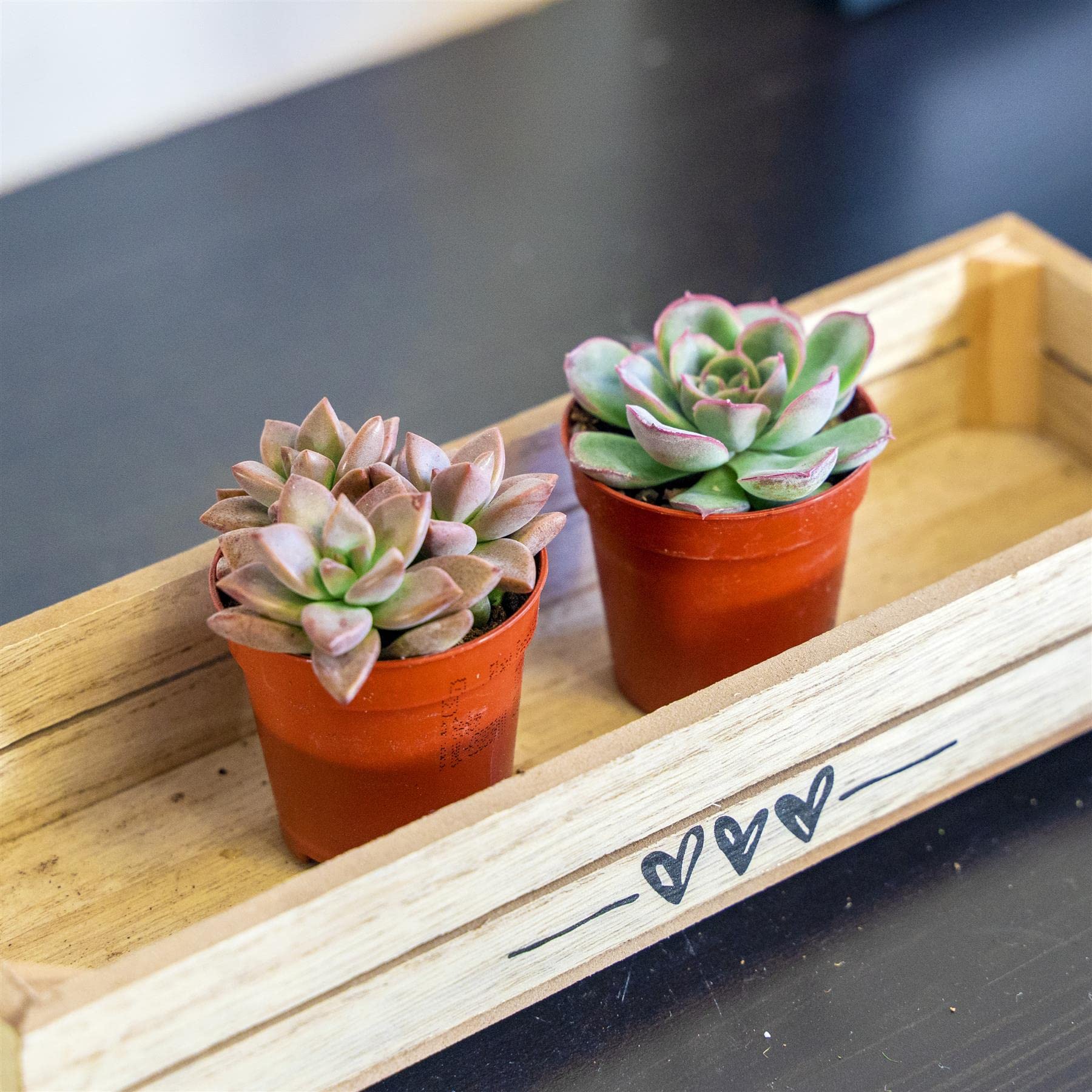 2 Mini Live Succulent Plants โ Indoor Cactus & Cacti Mix in Pots, Real Low Maintenance Houseplants for Home Office Desk Decor, Easy Care Gifts