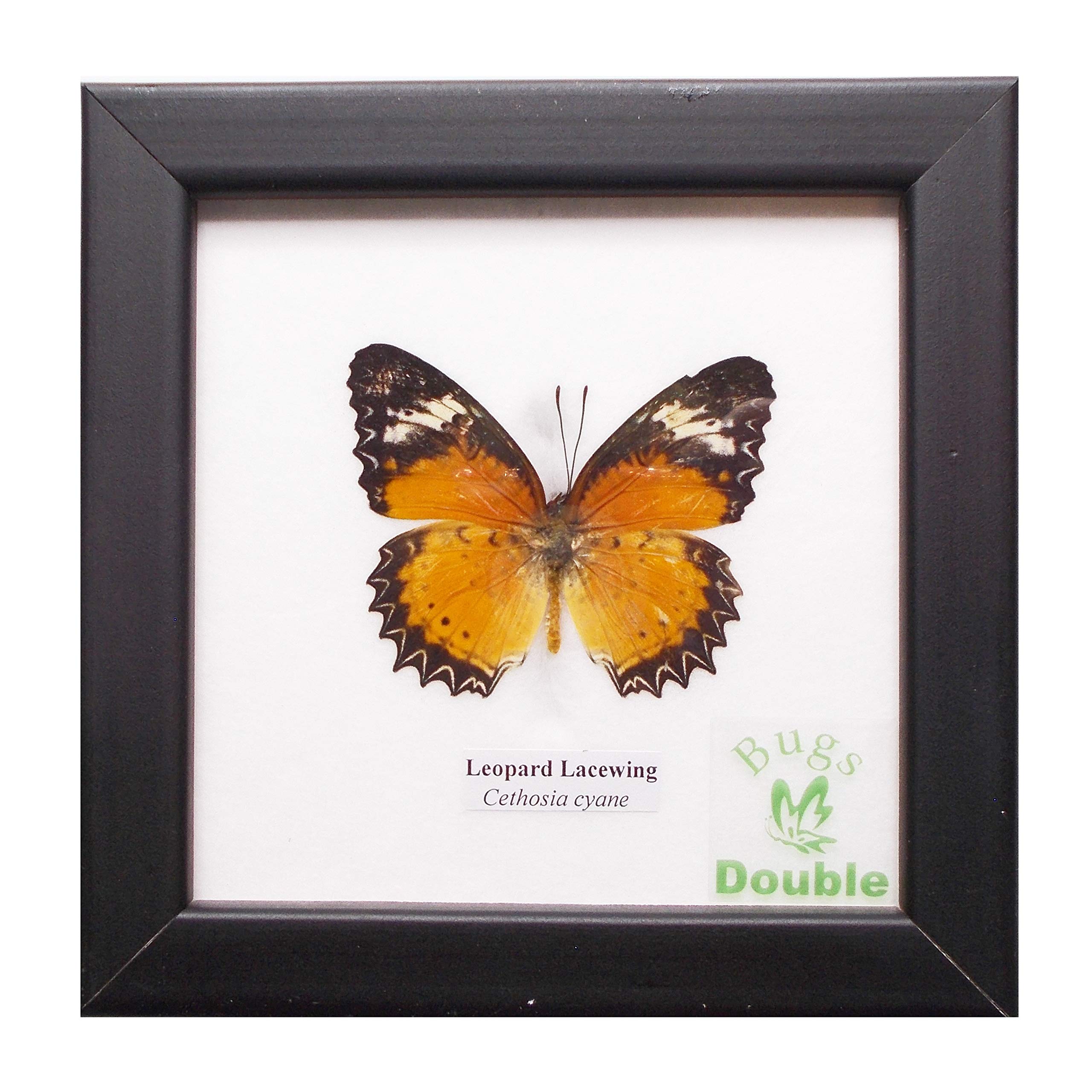 昆虫標本 蝶 国産蝶標本 オオムラサキ他 裏展翅5種 5頭 - メルカリ