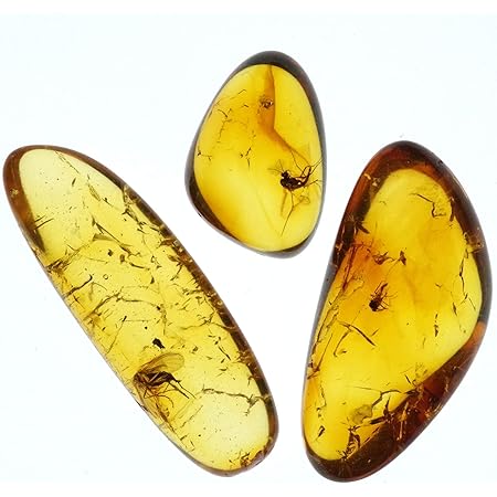 Amazon N2 Stone Natural 天然樹脂の化石 虫入り琥珀 コハク Baltic Amber Fossil With Insect Inclusion 3個セット ランダム 採取地 ポーランド バルト海 化石 発掘 おもちゃ
