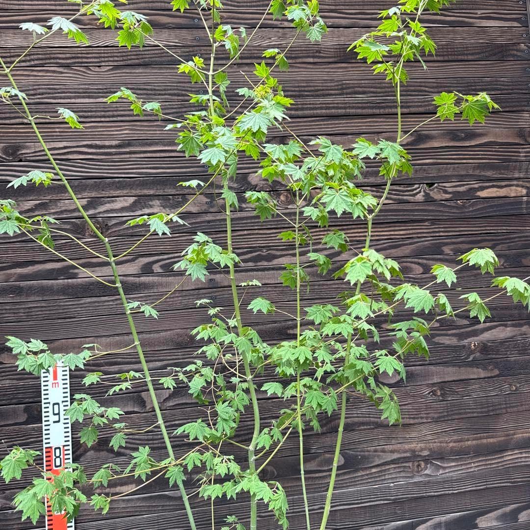 コハウチワカエデ/山採り天然木【現品発送】管理70502