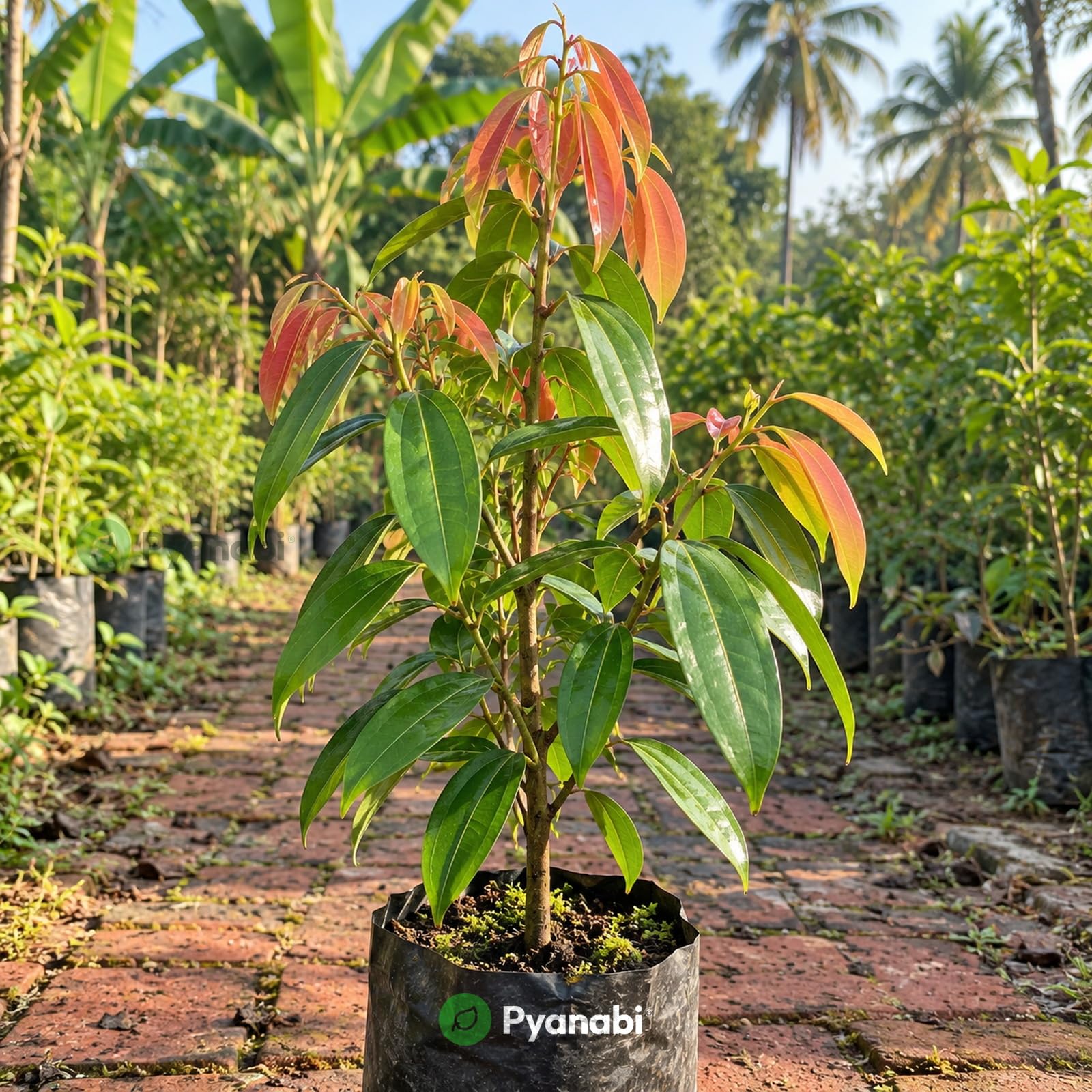 Chakra Phool Plant - Star Anise Spice Tree -28 Chakra Phool Plant - Star Anise Spice Tree -28
