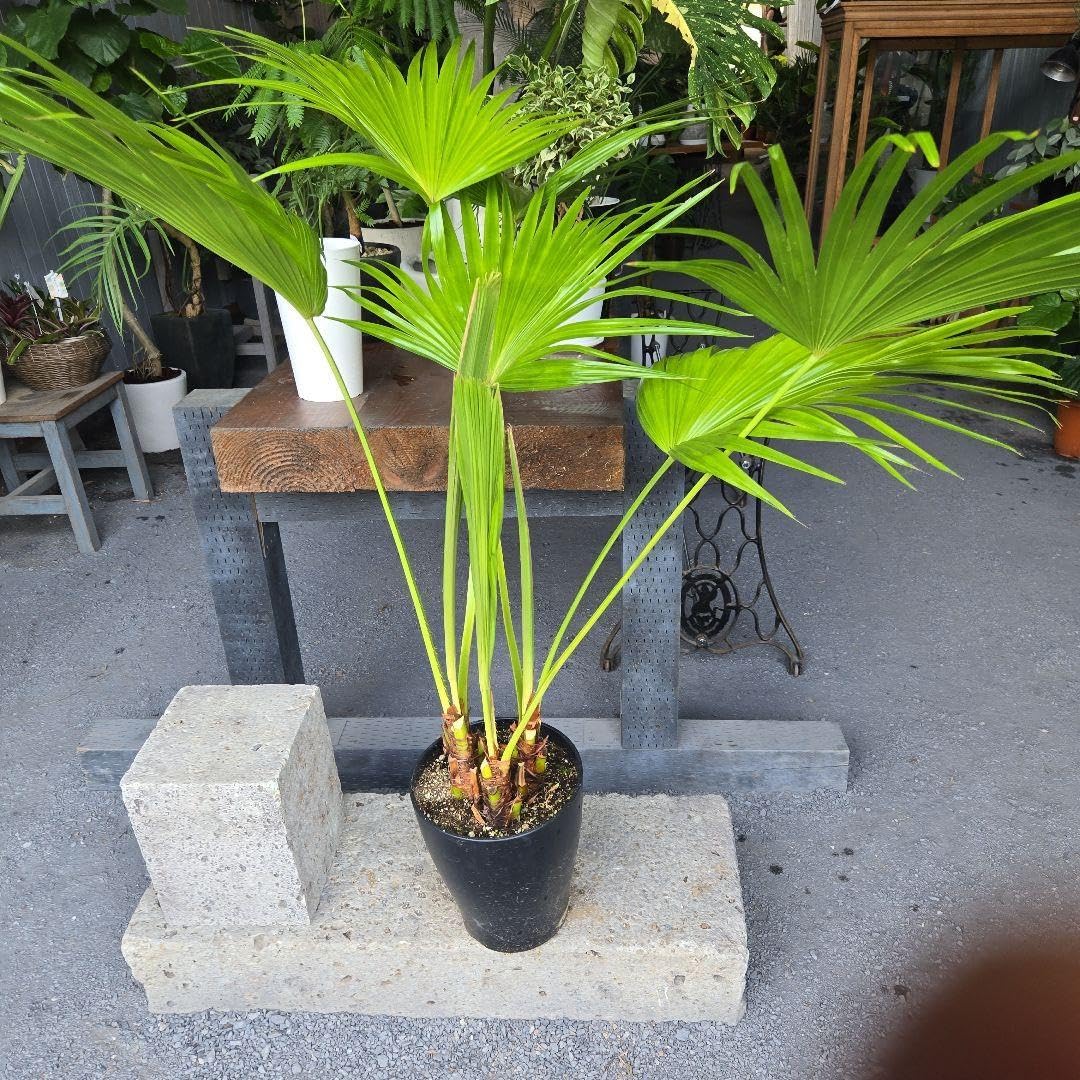 ビロウ ヤシ 8号 ３株植え 特大苗木最高等級極上品