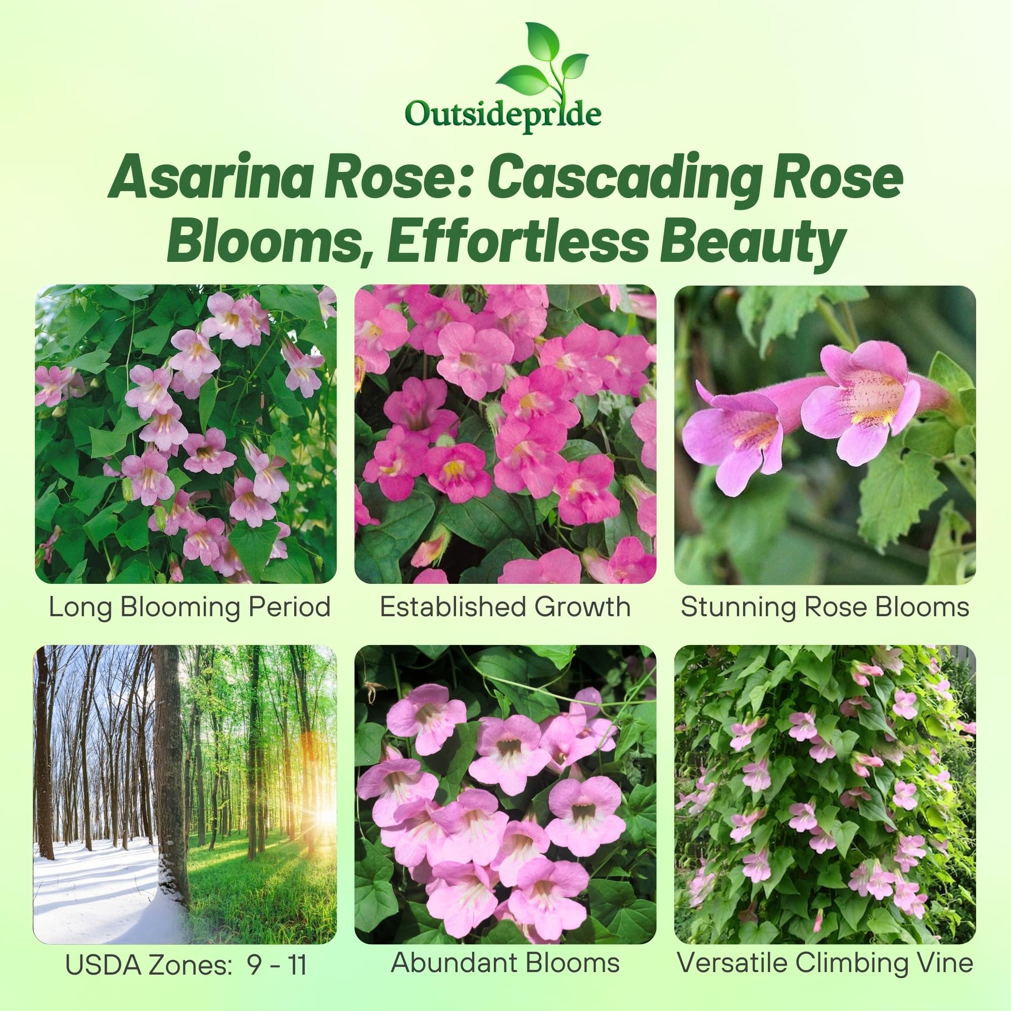 Amazon.com : Outsidepride Rose Asarina Climbing Snapdragon Seeds