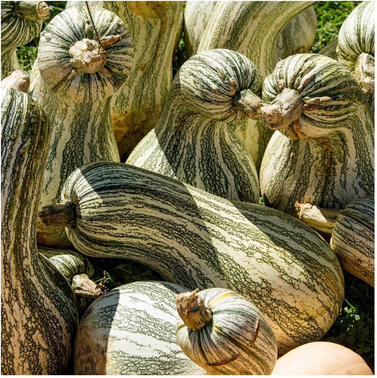 Everwilde Farms - 1 Lb Cushaw Green Striped Pumpkin Seeds - Gold Vault