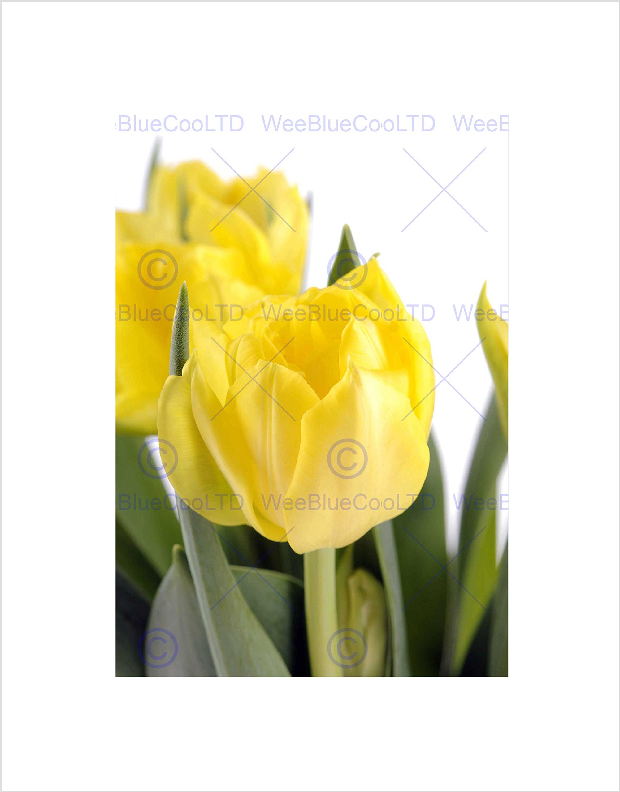 Wee Blue Coo Photo Nature Flower Plant Yellow Tulip Petal Cool Wall Art Print