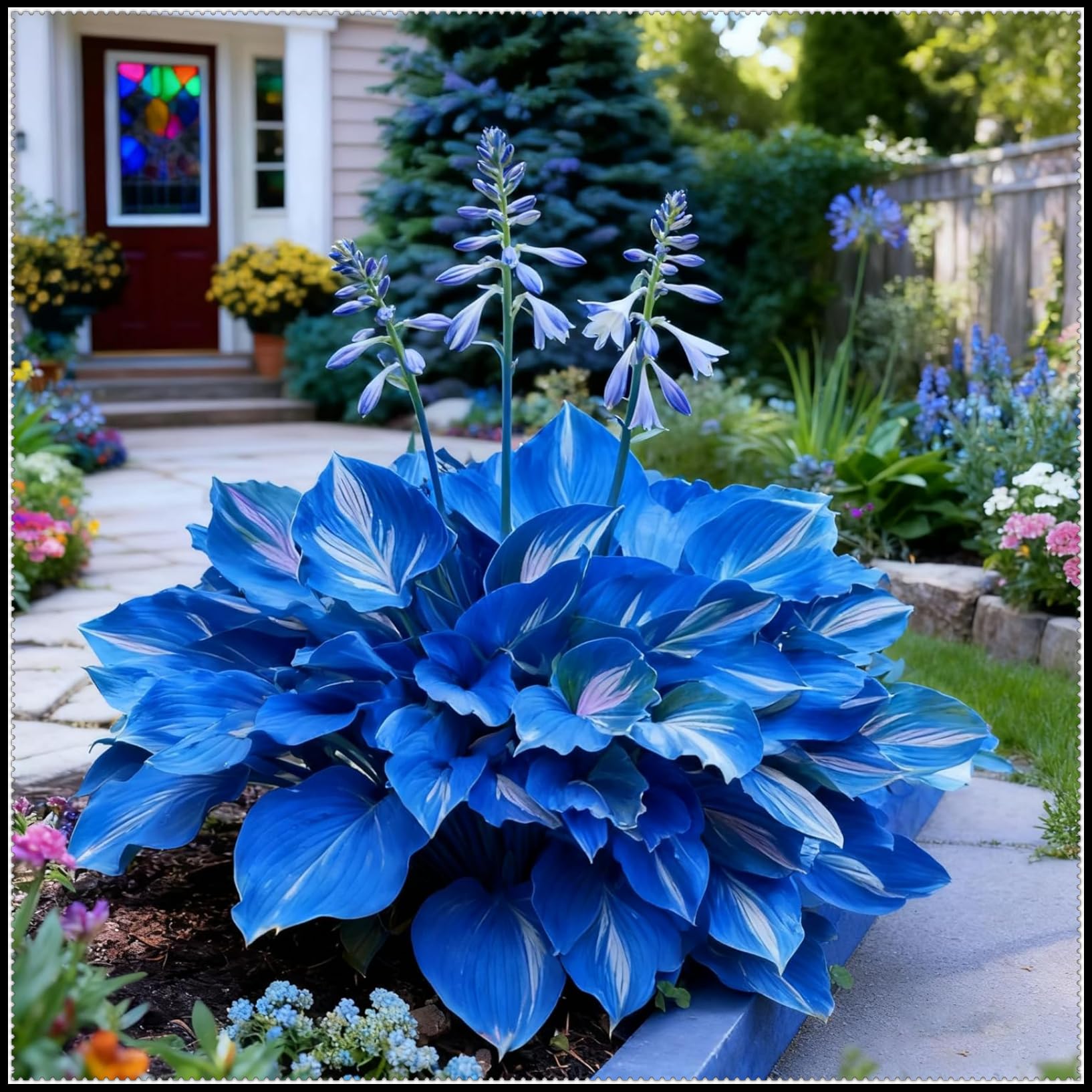 Perennial Midnight Blue Hosta Bulbs for Planting, Shade-Resistant, Perfect for Garden Borders & Landscapes, Vibrant Floral Display-8 Bulbs-F