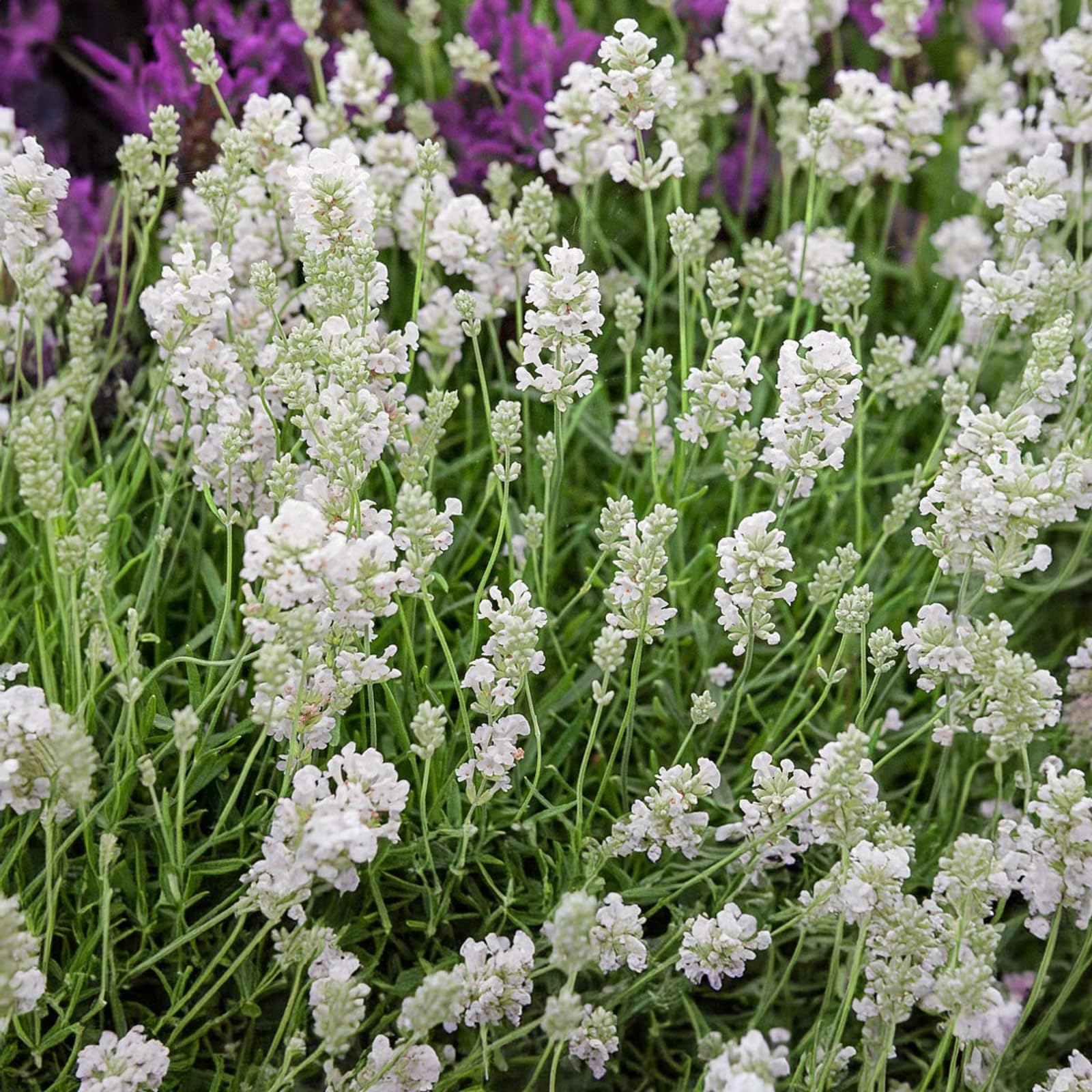Carbeth Plants 2 x 6 Pack Lavender Angustifolia Perennial Plants