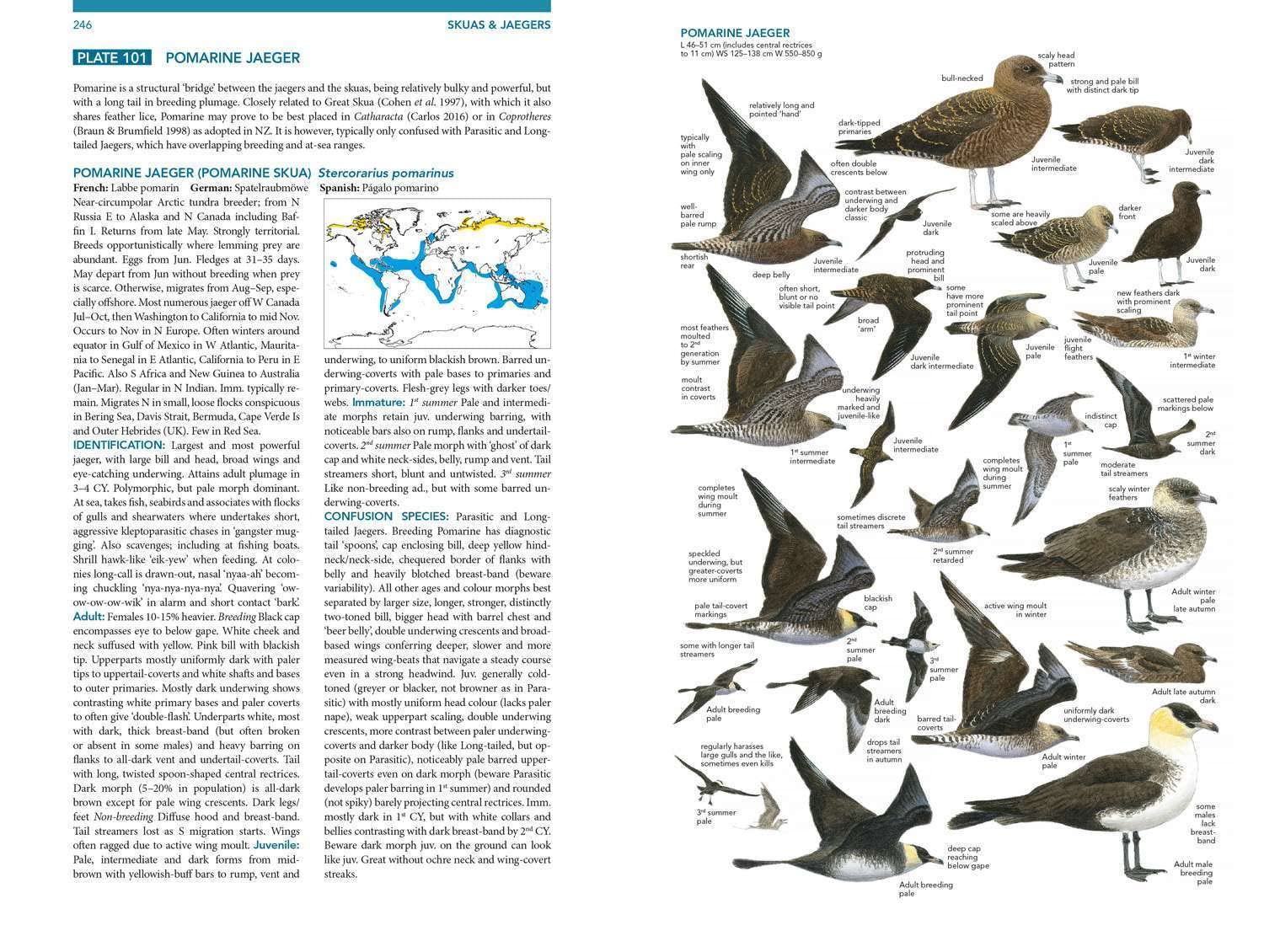 Seabirds. The New Identification Guide