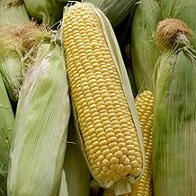 PREMIER SEEDS DIRECT - SWEETCORN SEEDS- Swift F1-45 Finest Seeds
