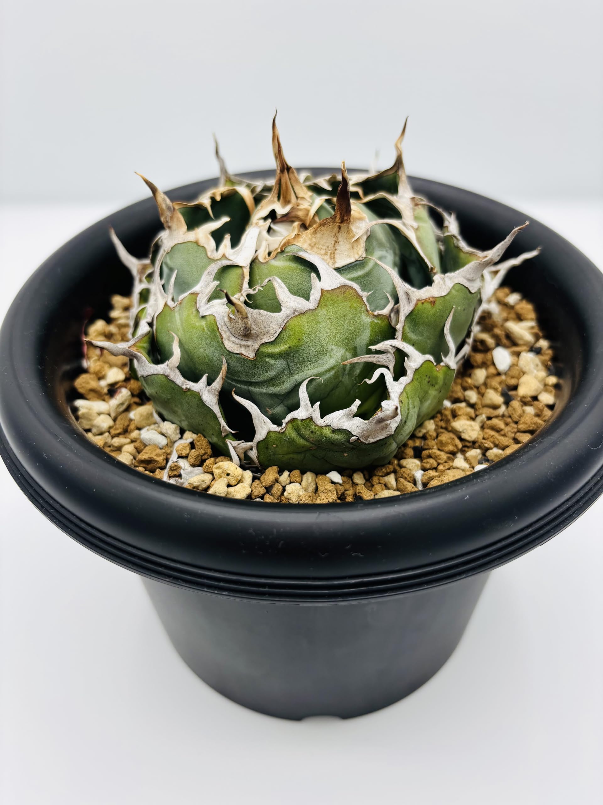 Amazon｜アガベ チタノタ 白鯨 (ハクゲイ)/ Agave titanota 'White