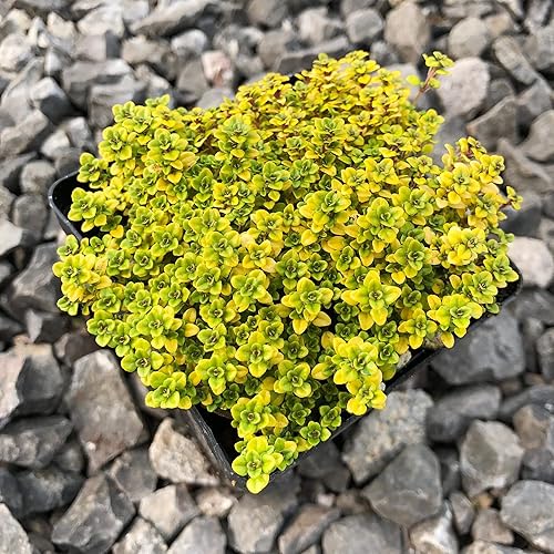 YEGAOL - Tomillo rastrero amarillo para jardín 100 semillas cubierta perenne resistente a los OMG atrae polinizadores sustituto del césped