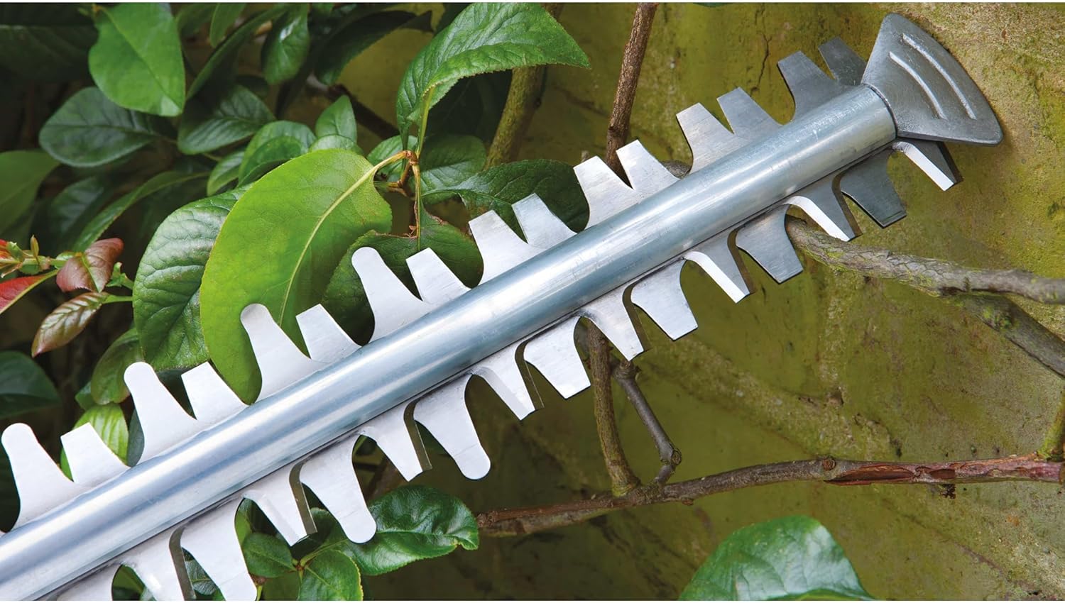 Bosch Home and Garden Hedge Trimmer - AdvancedHedgeCut 65 (500 W, Blade Length: 65 cm, for Large Hedges, Cutting Capacity: 34 mm, in Cardboard) 06008C0801 Green