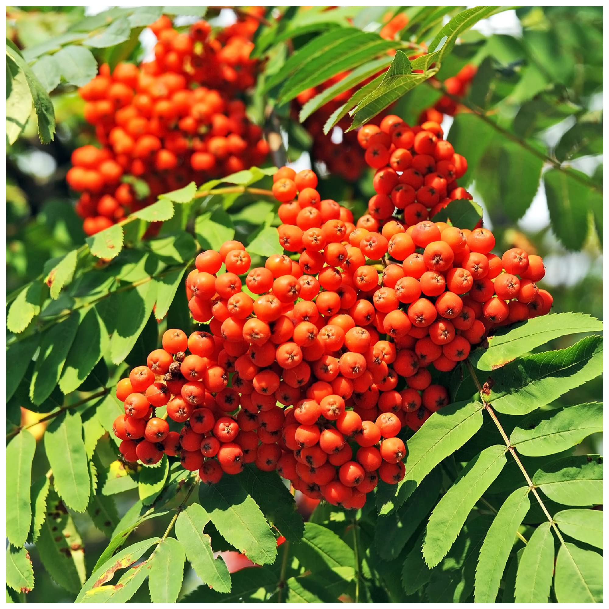 1 Mountain Ash (Rowan) Plant/Sorbus Aucuparia 1-2ft Tall Tree, Hedge 3fatpigs®