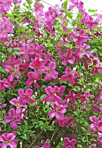 Miniatura 2 de Pink Mink Clematis - Planta viva de flores rosadas, maceta de 4 pulgadas, jardín probado para ganadores