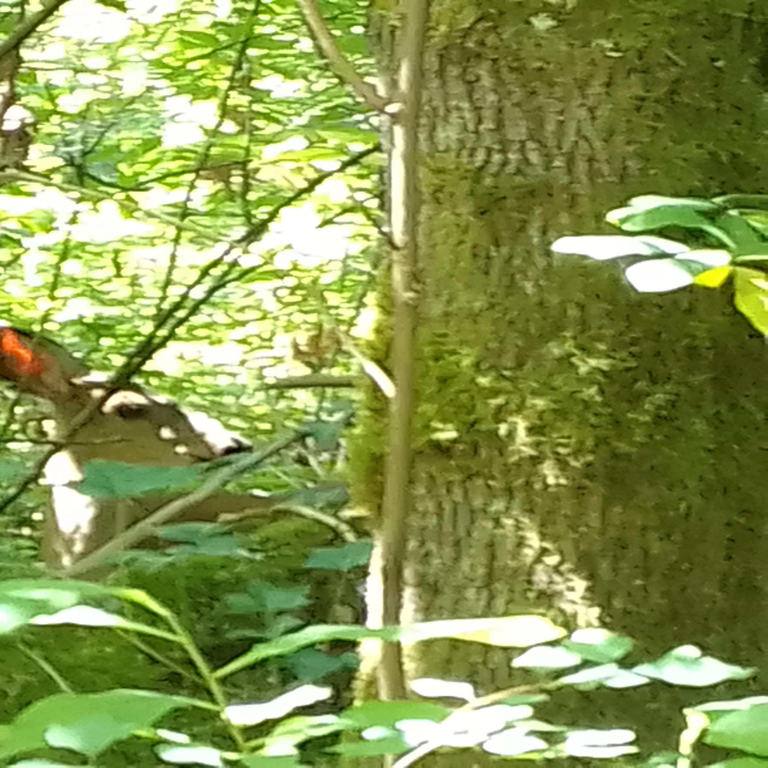 LL.lilDG BStar 1 [Explicit]