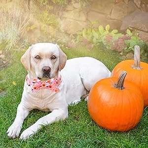 DOGWONG Halloween Dog Collar with Bow, Pink Fall Bowtie Dog Collar Cute Ghost Comfortable Adjustable Girl Fall Dog Collar for Large Dogs