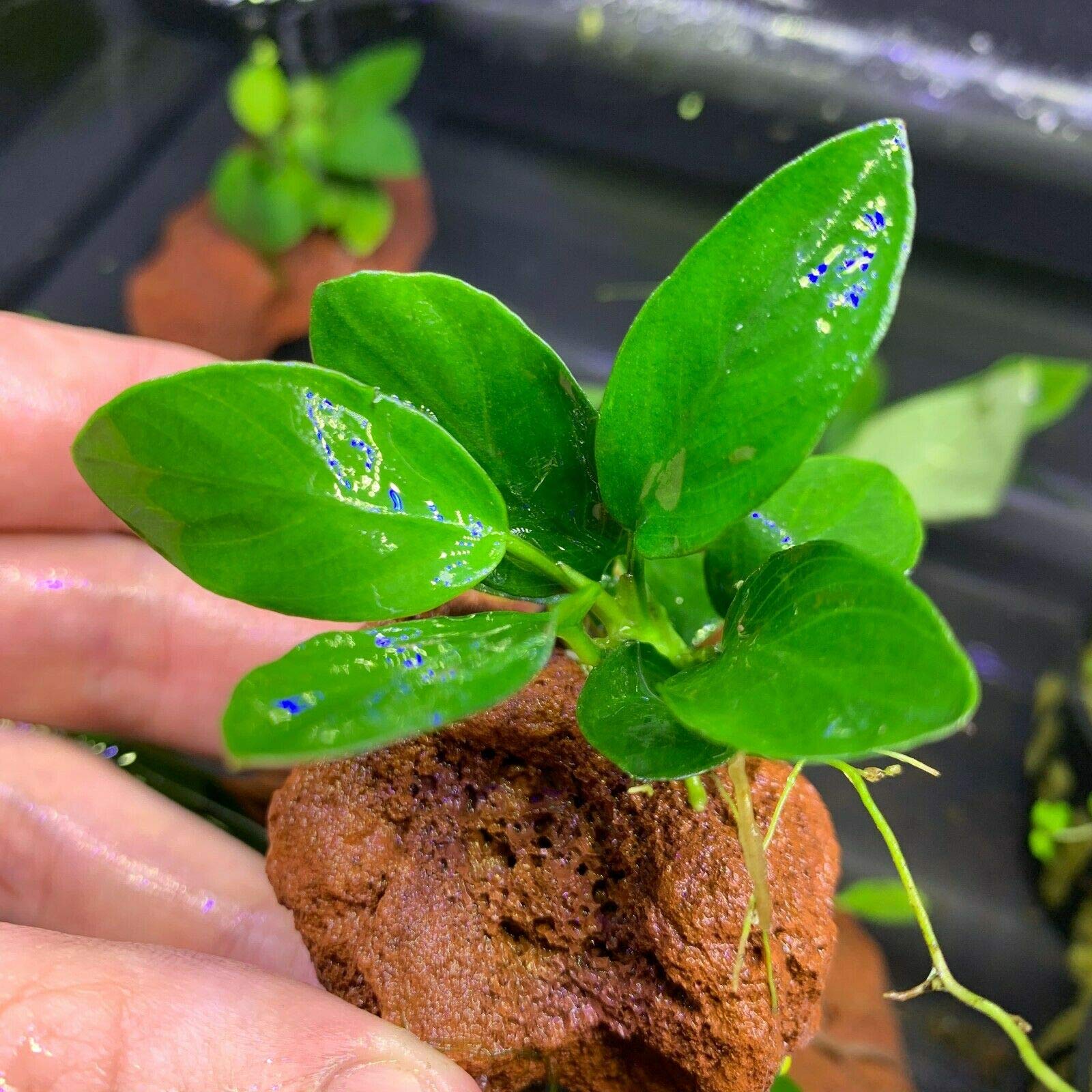水槽 nanaa Amazon.com: Generic Anubias Nana Petite on Lava Rock Live Aquarium