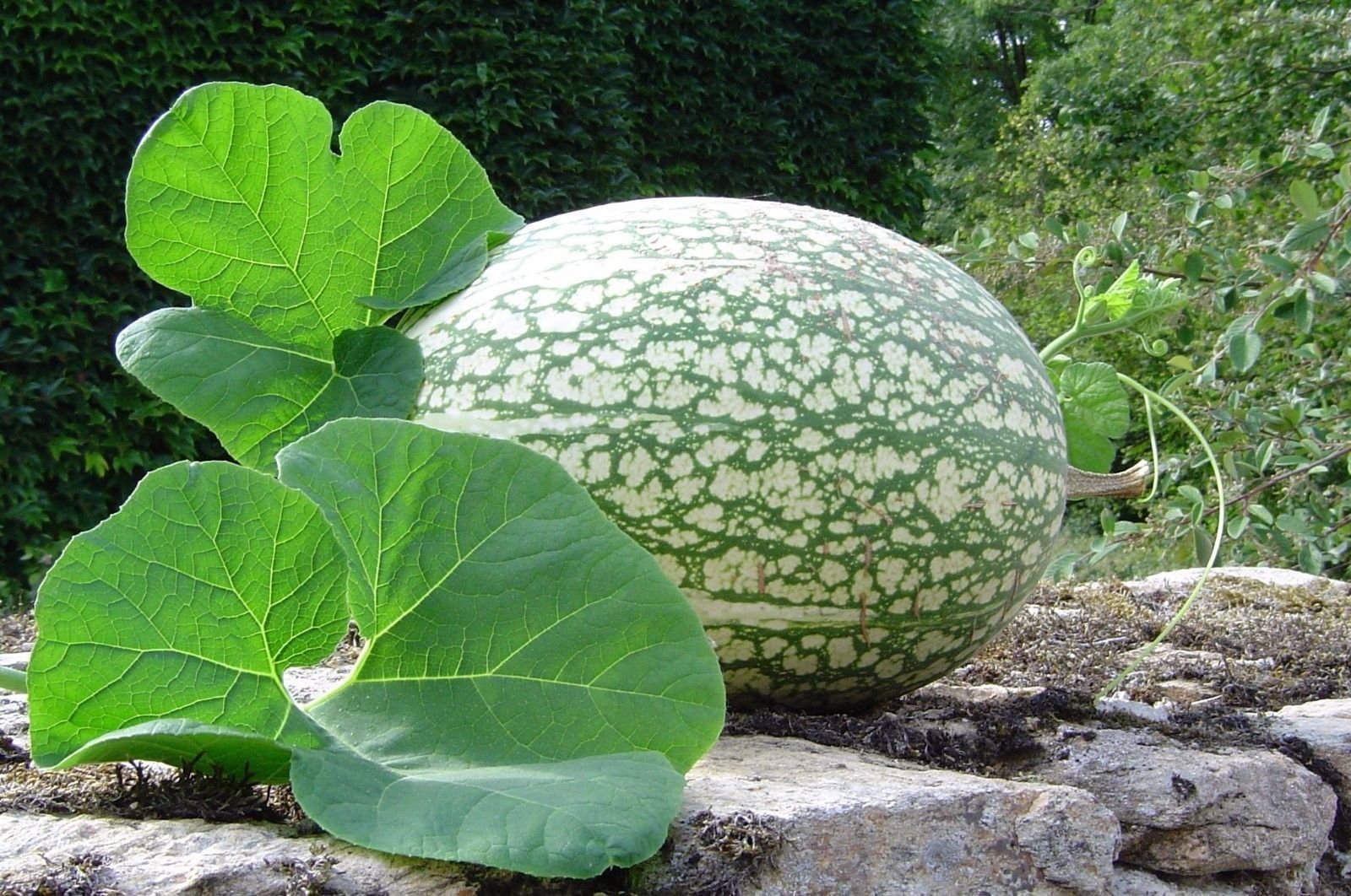 Buy Shark Fin Squash/Melon, Gom bo Seeds AkA,Malabar gourd, Seven