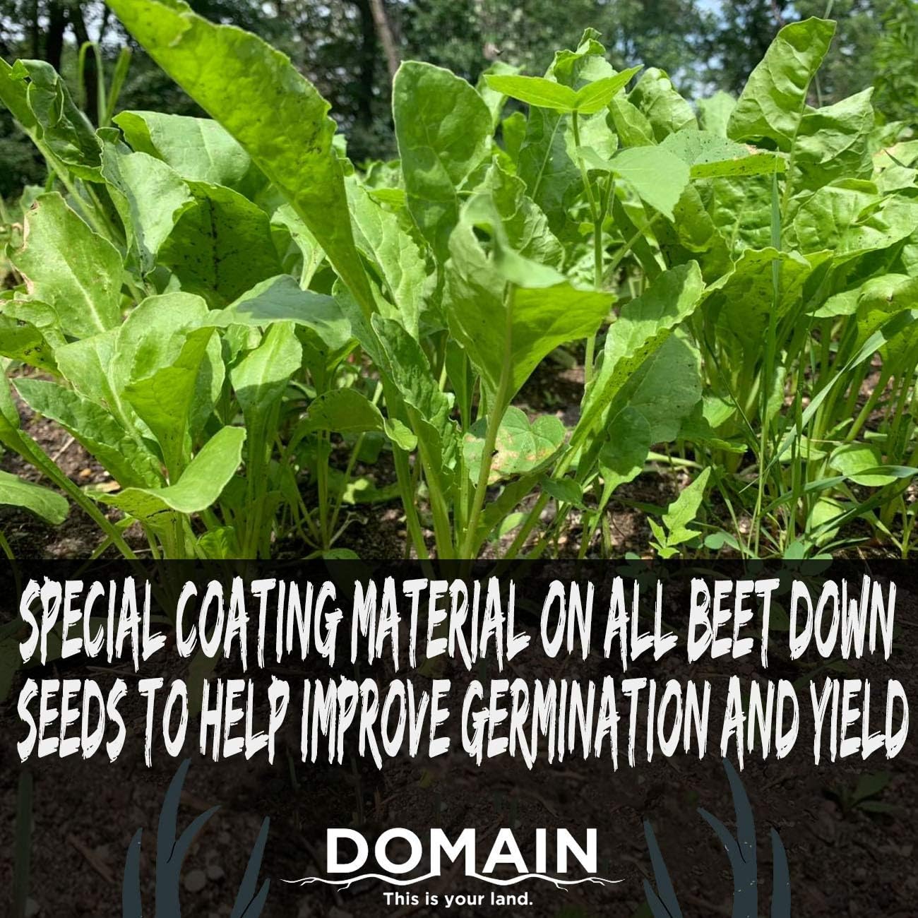 Best Spring Food Plots For Deer For Every Need