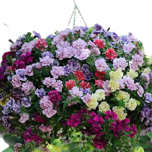 Semillas de petunia de cosecha casera, semillas a granel, sin OMG (Tumbelina con volantes)