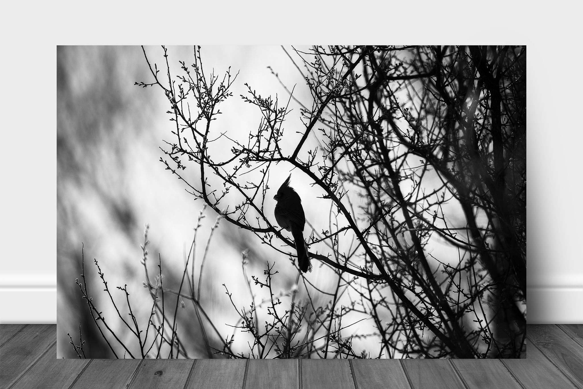 Bird Metal Print (Ready to Hang) Black and White Photo on Aluminum of Pyrrhuloxia Desert Cardinal on Branch Along San Pedro River in Arizona Wildlife Wall Art Nature Decor (30