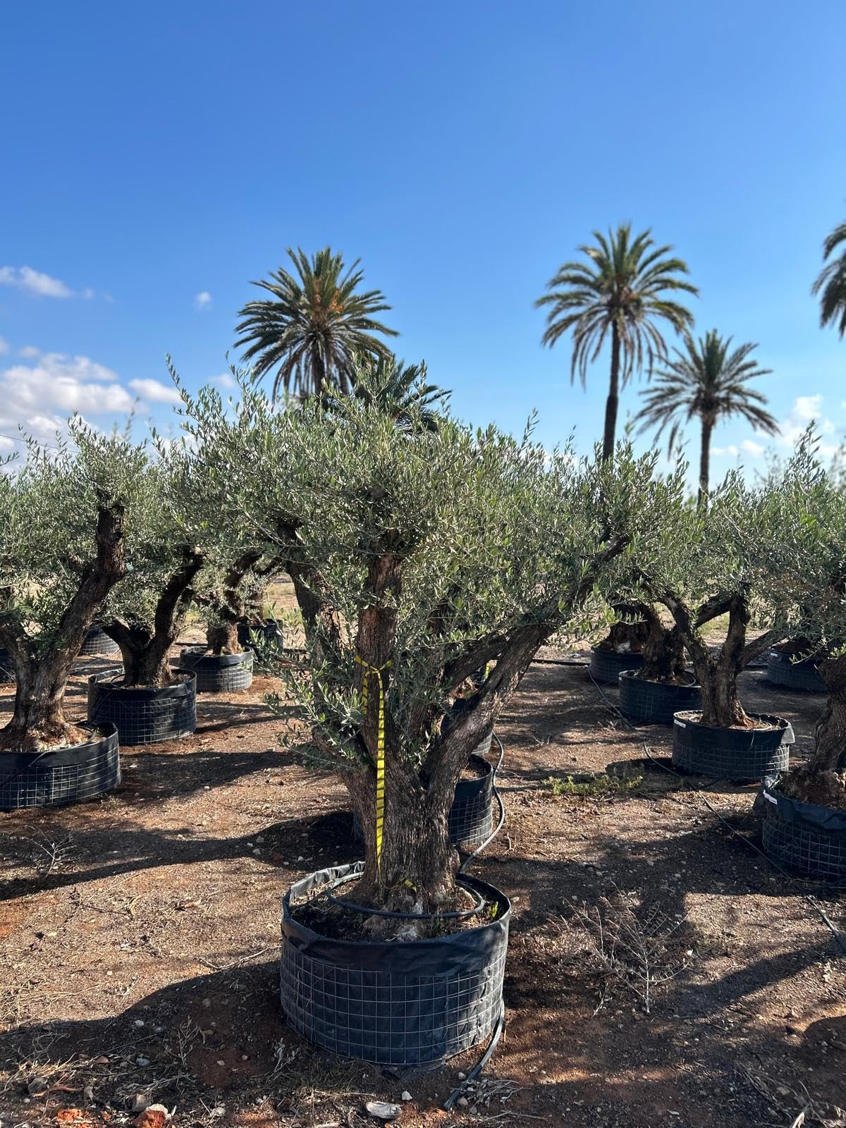 Sunny Tree - Olea Europaea Lechin Olivenbaum Pompon – 80 Jahre alt – 240 cm hoch – Stammumfang 80/100 cm – Premium Qualität – Winterhart – Mediterraner Gartenbaum