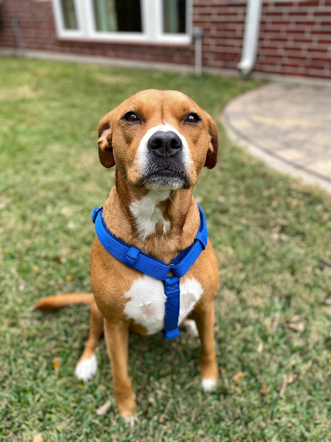 pawsitivity dog harness