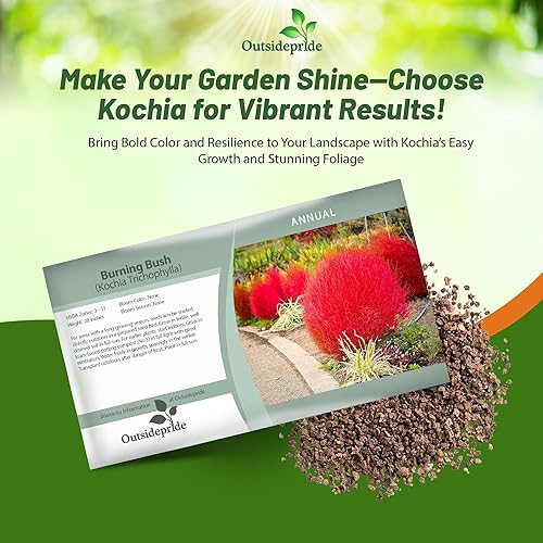 Miniatura 6 de Outsidepride 10000 Semillas Kochia Trichophylla Ardiente Bush Follaje Planta Semilla