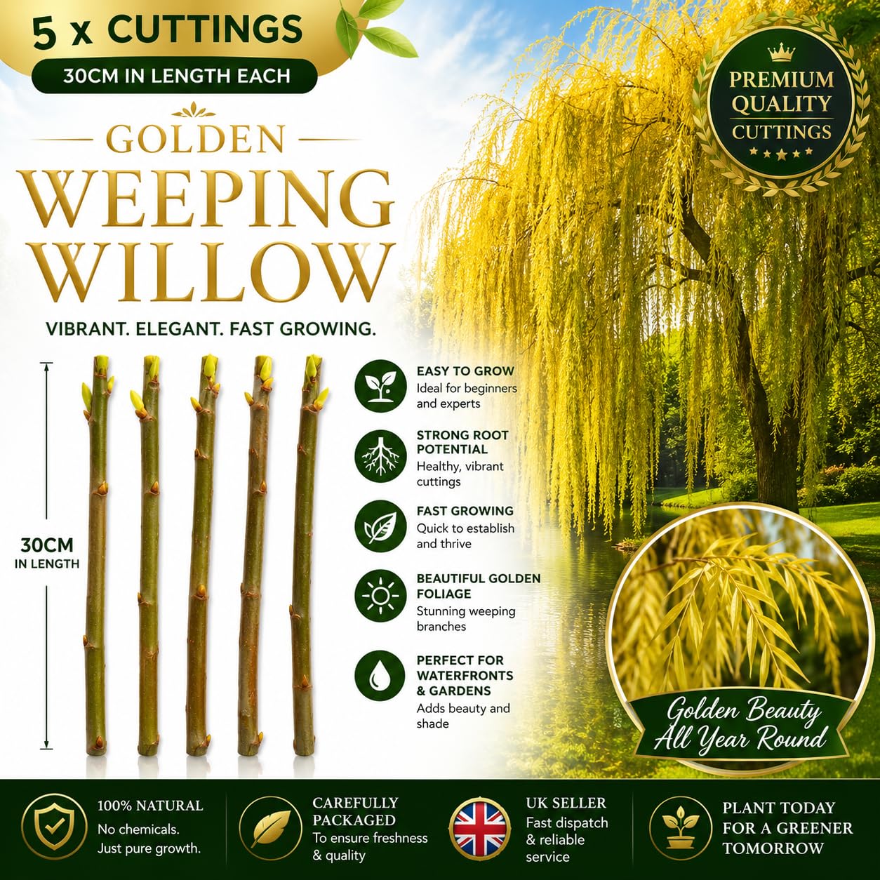 Golden Weeping Willow Cuttings, 30cm Length, Fast Growing, Strong Root Potential, Pack of 5