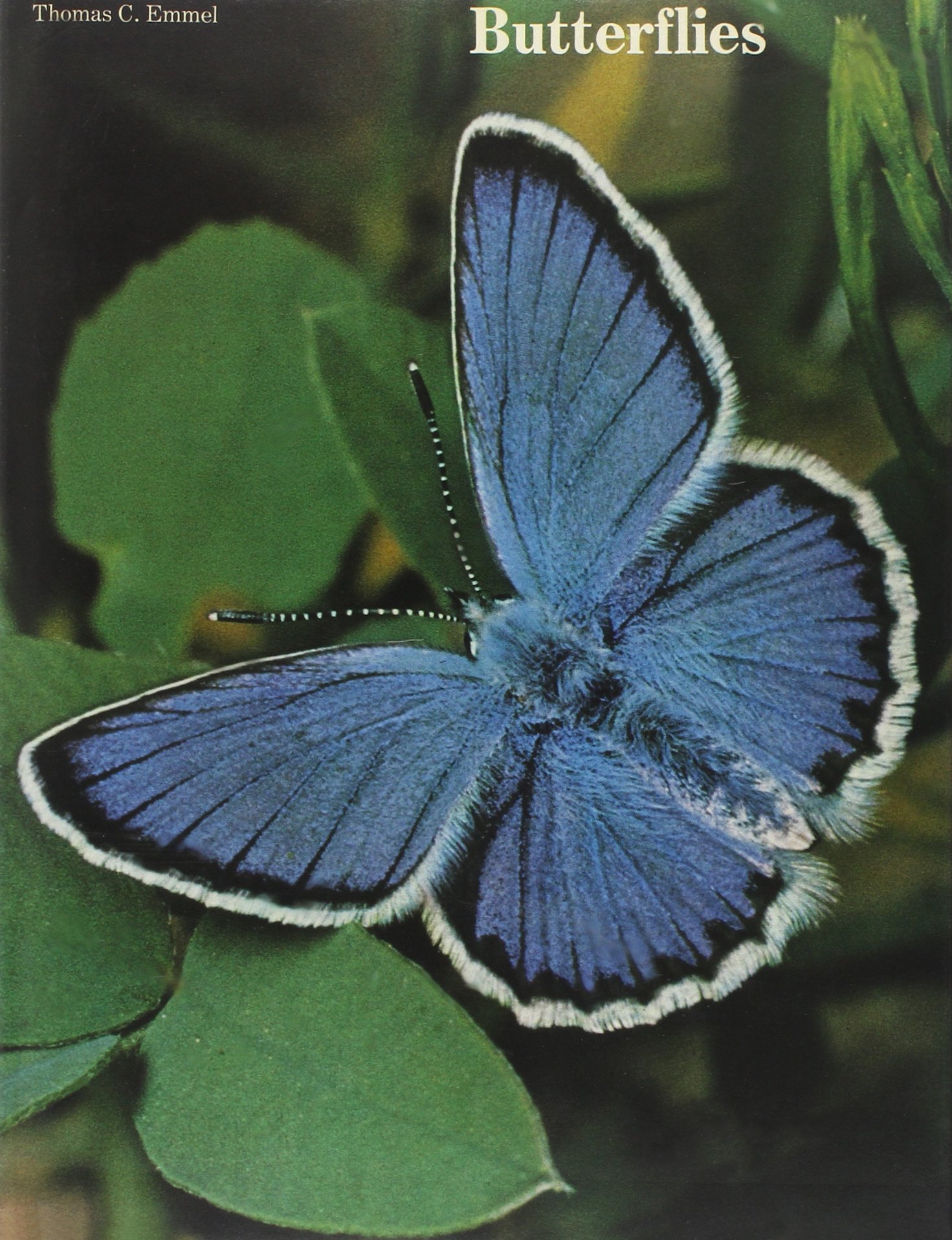 Butterflies, Their World, Their Life Cycle, Their Behavior / Text, Thomas C. Emmel ; Consulting Editor, Edward S. Ross ; Photos. by Edward S. Ross ... [Et Al. ] ; Drawings by Walter Hortens