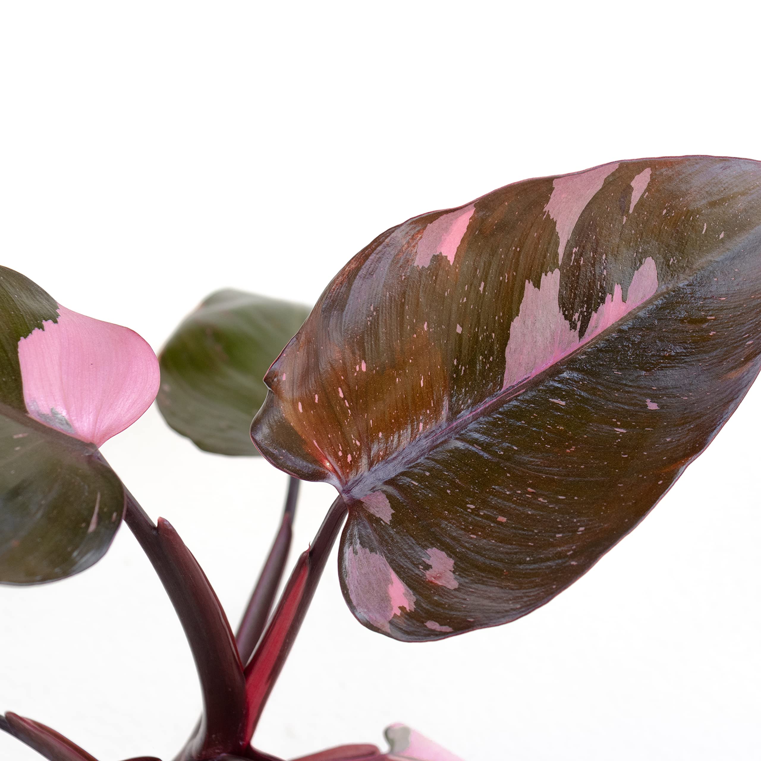 Amazon.com : Pink Princess Philodendron Live Plant in 6-inch White