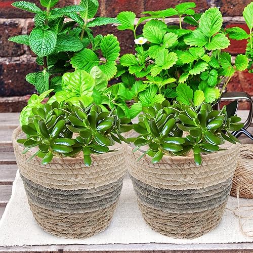 Miniatura 7 de DOITOOL 2 cestas de flores tejidas para decoración de interiores, cestas ligeras de césped natural para flores y plantas, decoración rústica moderna