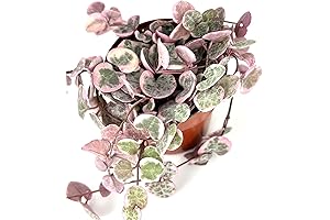 Variegated String of Hearts: Beautify Your Abode with Its Delicate Charms
