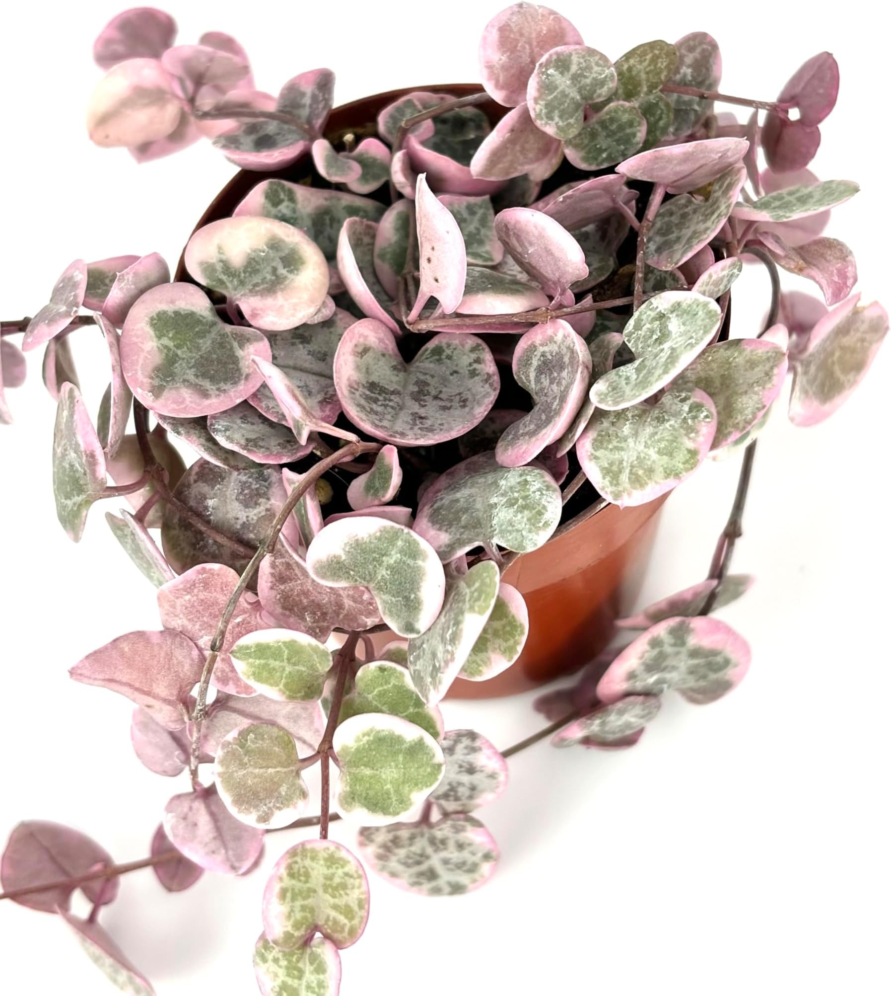 String of Hearts Succulent Plant, 2" Pot, Variegated