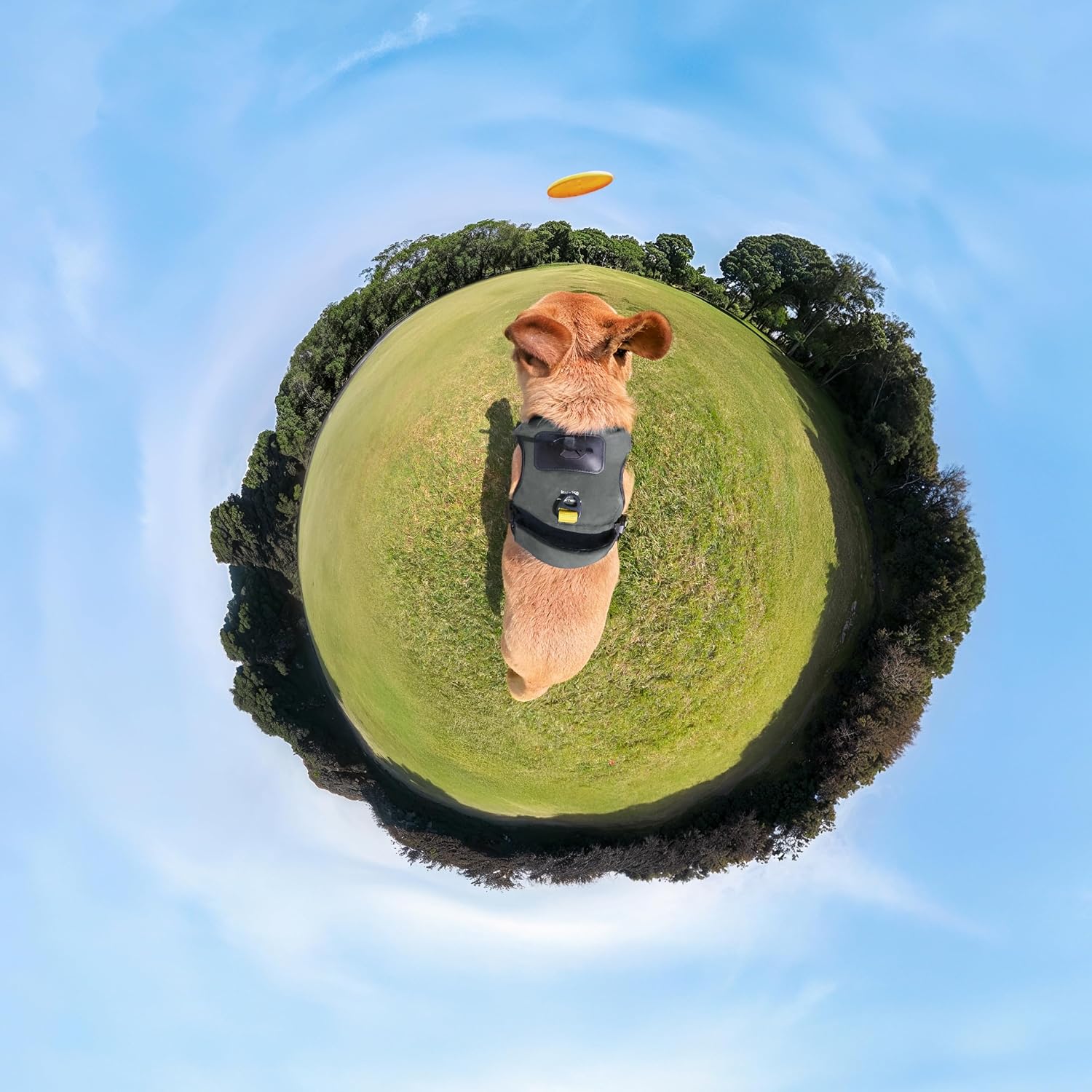 Insta360 CINSBAVZ Accessory Pet Harness Mount - Large Black