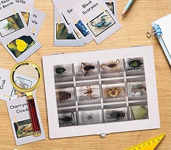 クマムシ標本セット Amazon.co.jp: MegaBox 樹脂標本入り昆虫 12ピース コレクション
