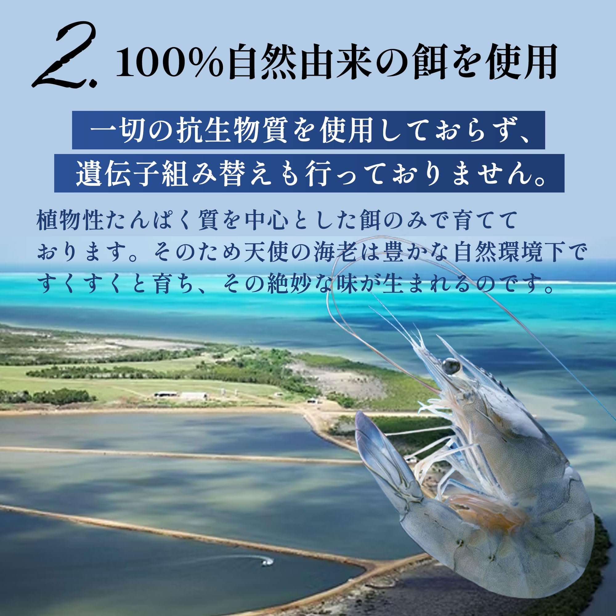 Amazon.co.jp: 天使の海老 60/80 生食用 【解凍方法・食べ方ガイド付き
