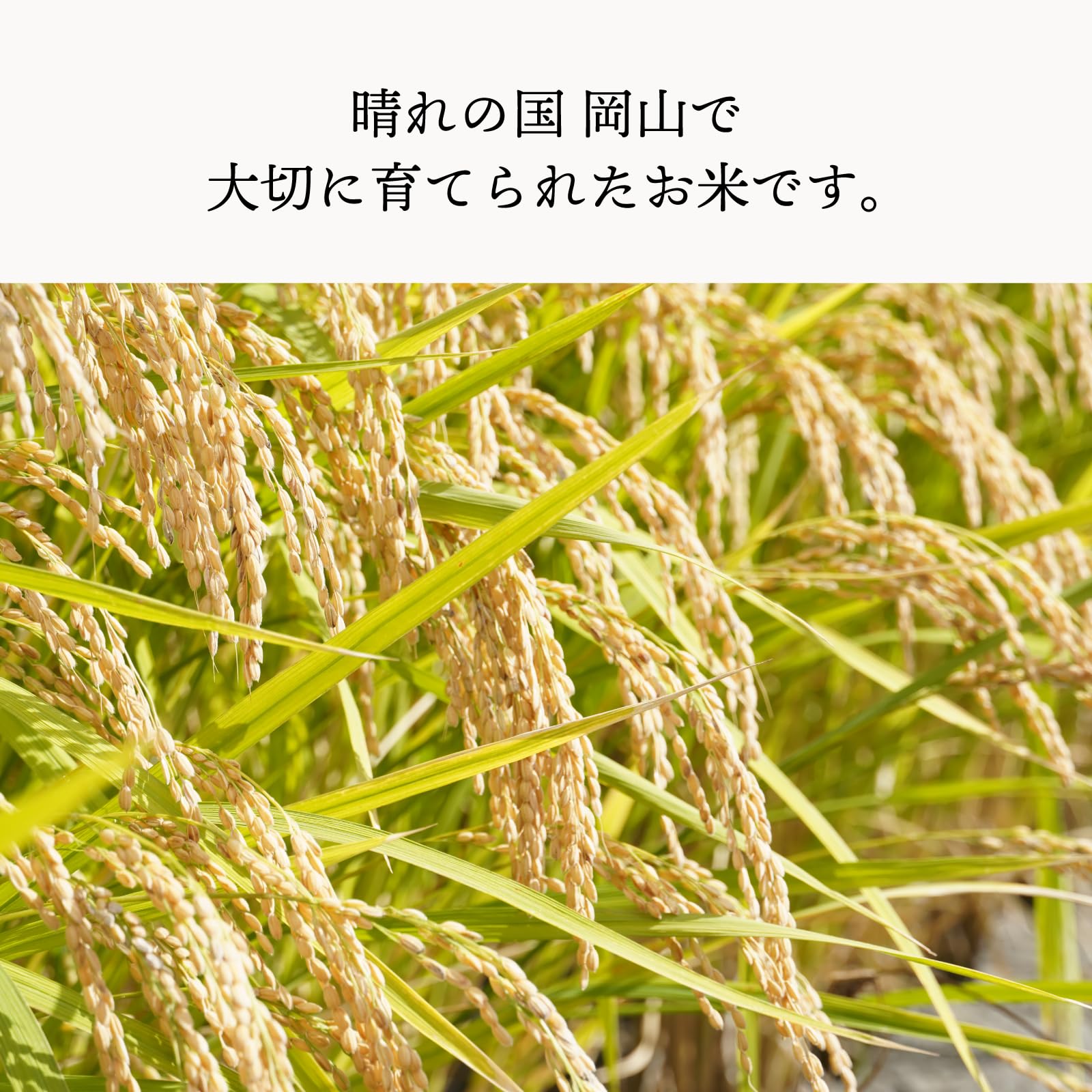 Amazon.co.jp: 令和7年産 岡山県産 きぬむすめ 10kg（5kg×2袋） 白米