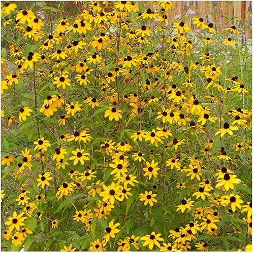 Miniatura 6 de Everwilde Farms - 2000 semillas de flores silvestres nativas de Susan de ojos marrones - Paquete de semillas jumbo Gold Vault