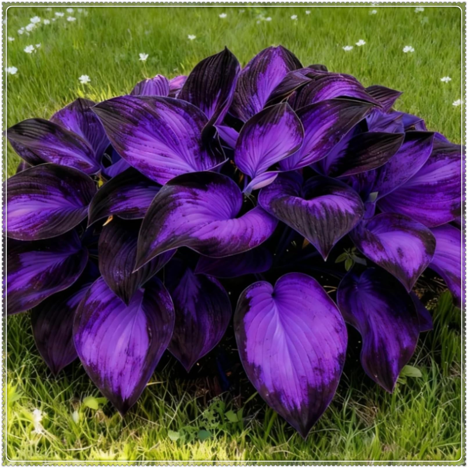 Rare Heart Hosta Bulbs, Outdoor Plants for Gardens, and Borders - Easy to Grow Flowering Perennials, Excellent Display-15 Bulbs-D