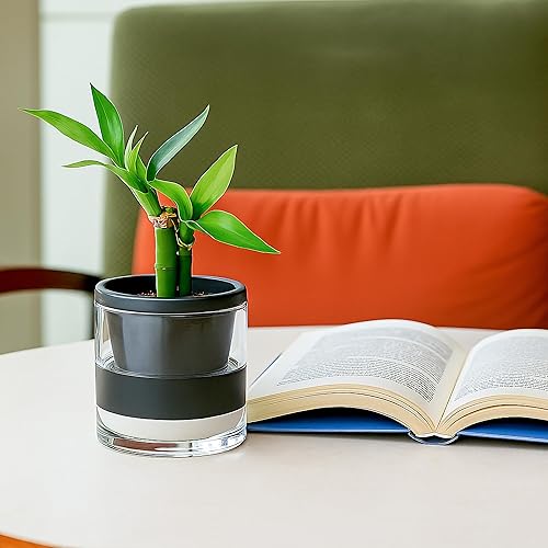 Miniatura 2 de D'vine Dev 374-A-3 - Maceta de riego automático de 4 pulgadas para plantas de interior, macetas de terracota negra con vaso cilíndrico de vidrio,