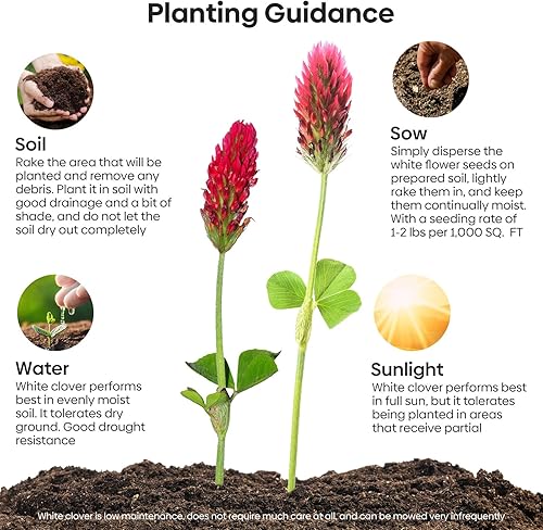 Miniatura 4 de Semillas de trébol carmesí, 5 libras, semillas anuales de trébol rojo para césped alternativo, atraen polinizadores, semillas nitrorevestidas e