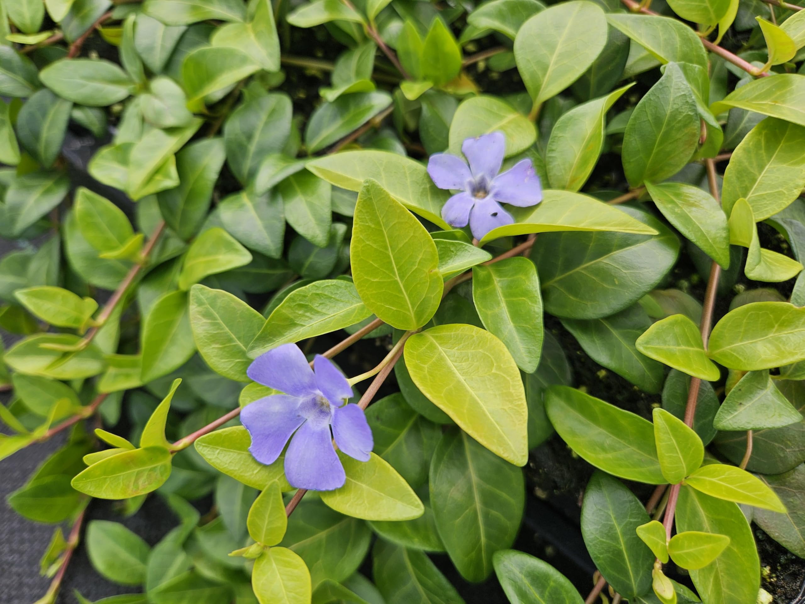 Vinca minor 'La Grave' | 6 stuks - 10-25cm - Ø9cm - Planta de jardín