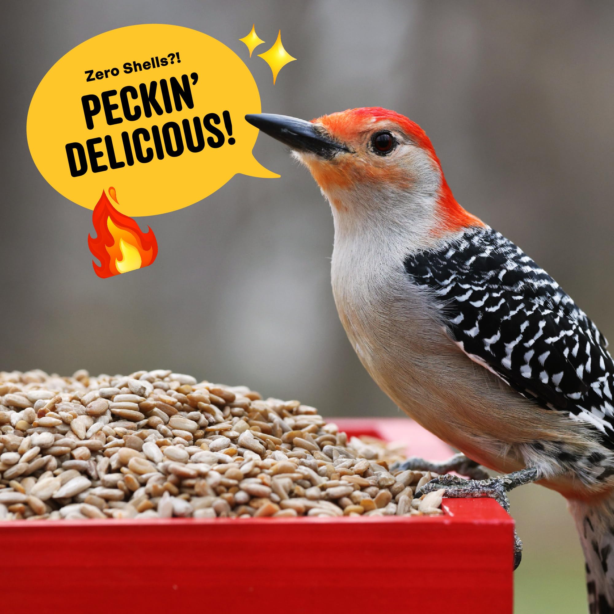 Cool Birds Hearts on Fire - Semilla de pájaro caliente, 10 libras, corazones de girasol 100% descascarados con aceite de chile, semillas de pájaros sin residuos para comederos exteriores