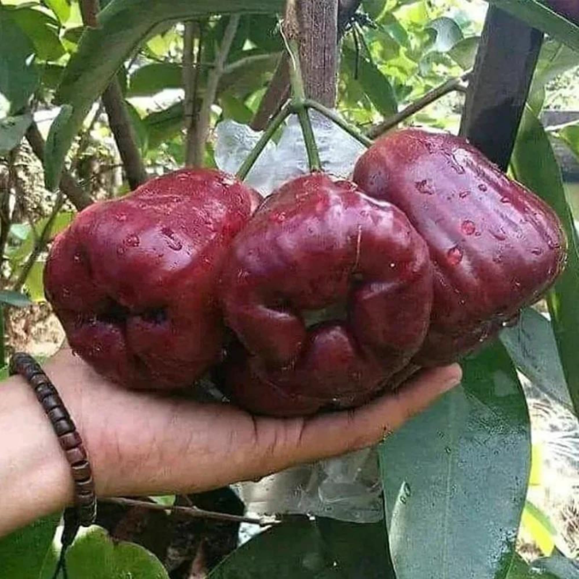 TreeGoo Sweet Red Thai Jamrul/Water Apple Plant – Large Fruit, New Hybrid Variety (B0D269XLGD) Amazon Price History, Amazon Price Tracker