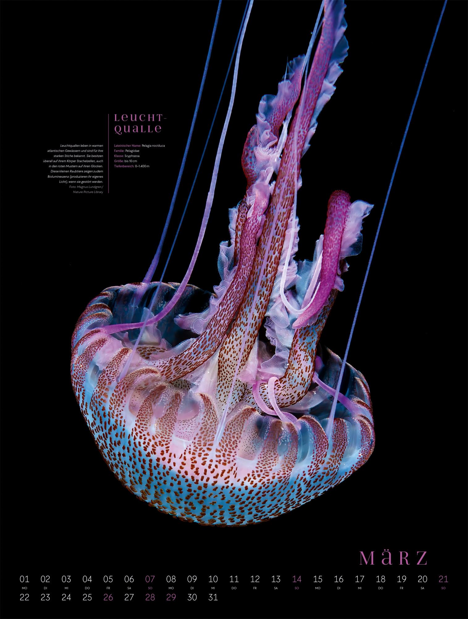 Ozeaneo Kalender 2027 | Geheimnisvolles Meer | Bildstarker Unterwasser-Kalender im großen Hochformat (50x66 cm) | Mit wissenschaftlichen Informationen
