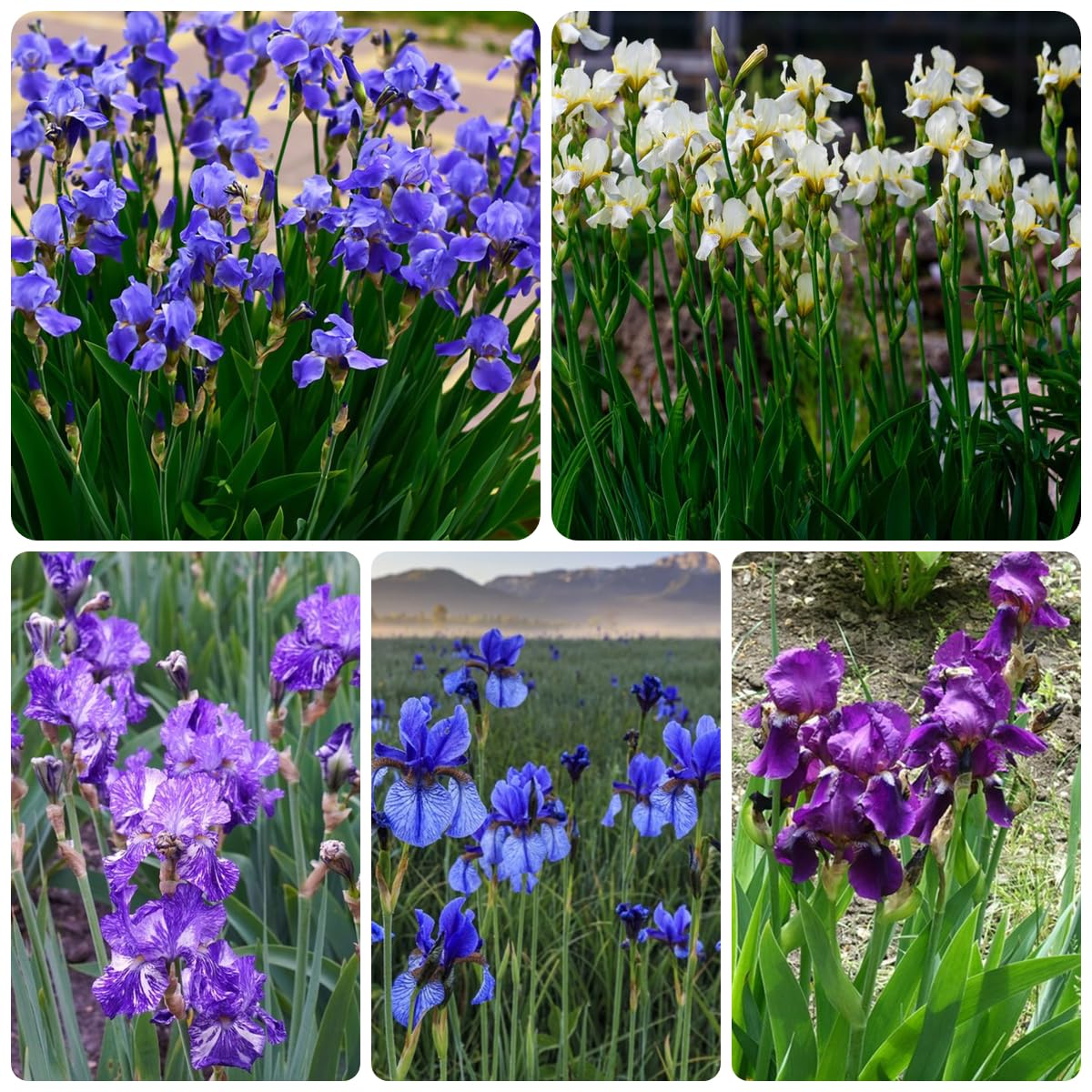 Bulbi di iris resistenti - esotiche decorazioni da giardino 15pcs