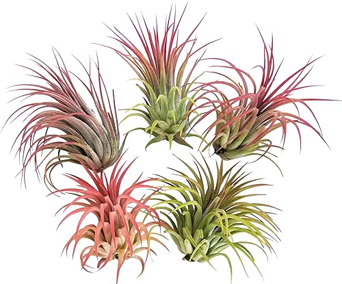 5 Large Air Plants Tillandsia Ionantha Variety - Live Tropical