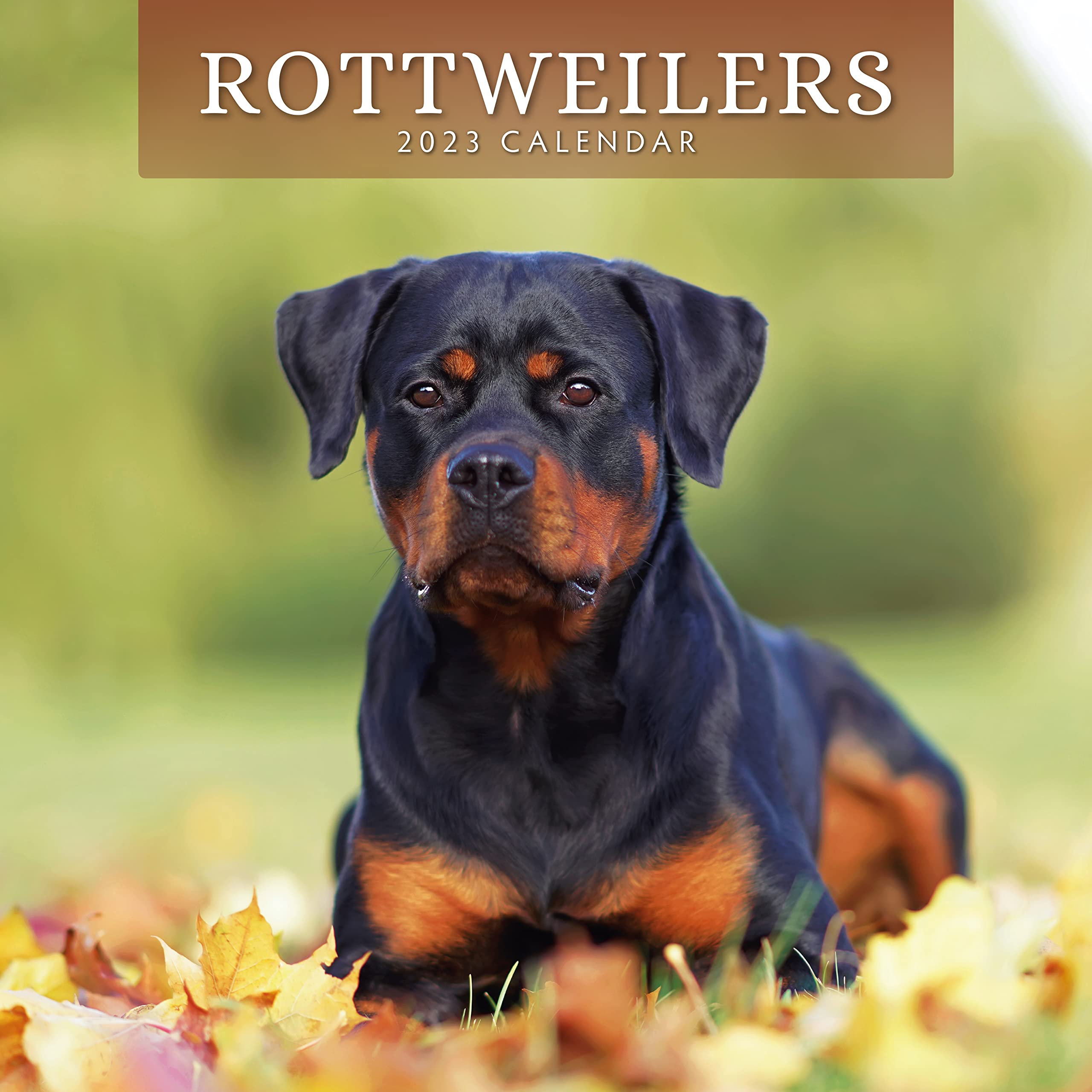 ROTTWEILERS 2023 SQUARE WALL CALENDAR