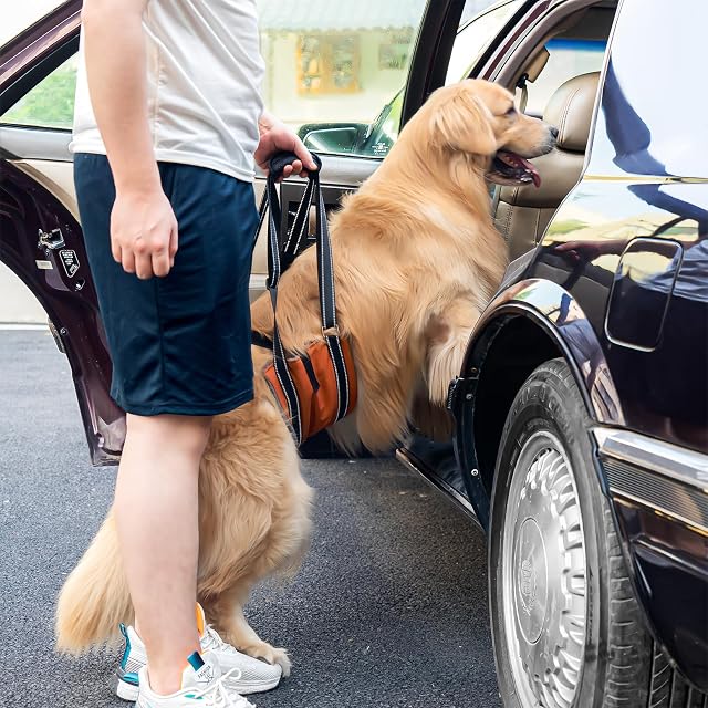 Foto 4 de 6 de Avont Arnés de Elevación para Perros